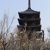 斜光の中の梅林と五重塔