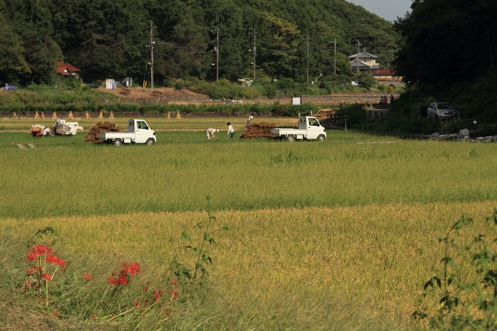 収穫の秋～寺家ふるさと村（2）～