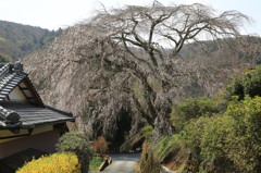 船原枝垂れ“春の風になびき”