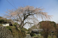船原枝垂れ