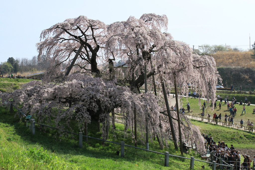 2012三春滝桜「また来年も来るぞ！」