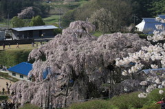 2012三春滝桜「癒されるな～」