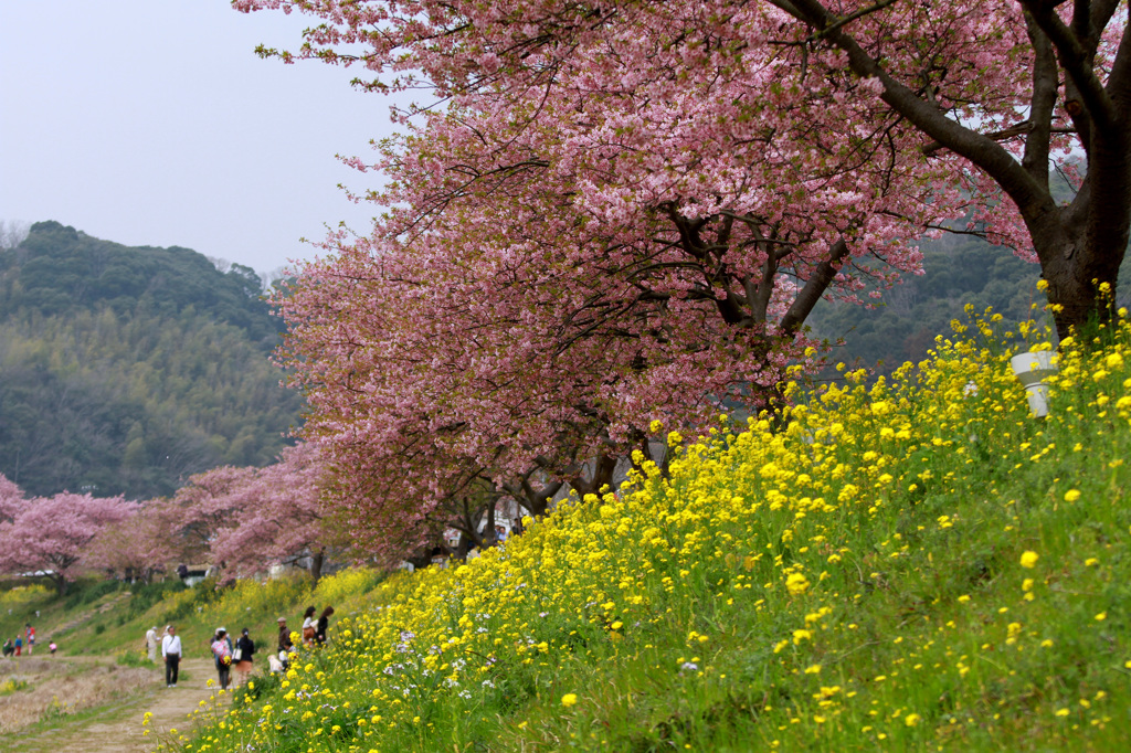 春爛漫♪“みなみの桜”