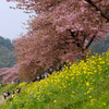 春爛漫♪“みなみの桜”