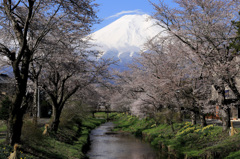 忍野春景