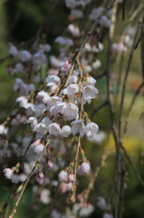 船原枝垂れ“柔”