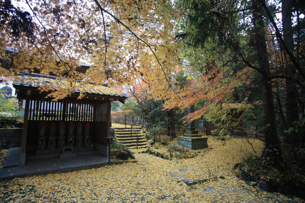 王禅寺の銀杏絨毯