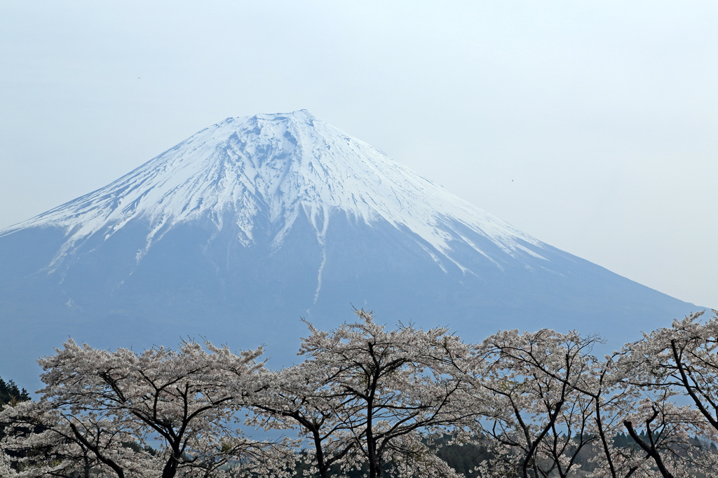 お花見♡…富士見❤…