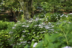 浄慶寺の紫陽花②