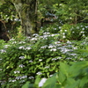 浄慶寺の紫陽花②
