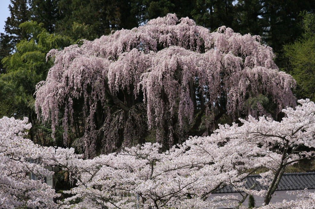 三春 福聚寺桜