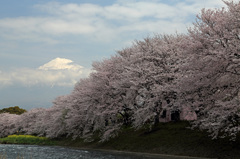 高みの花見見物