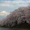 高みの花見見物