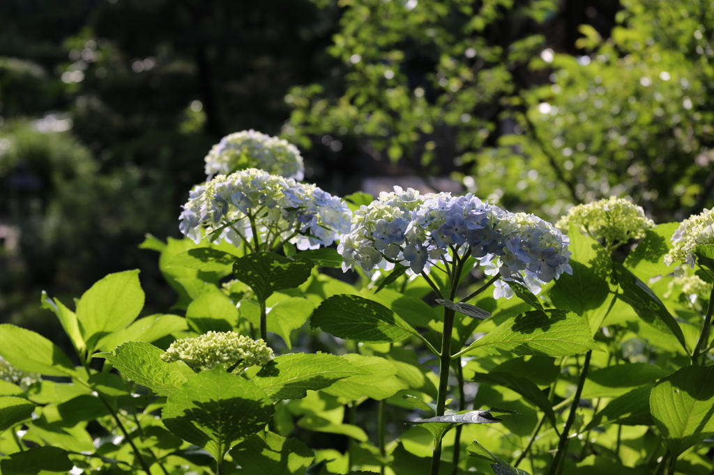 浄慶寺の紫陽花①