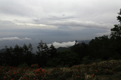 梅雨空に山躑躅の群生