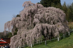 2012三春滝桜「存在感」