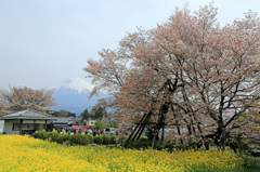 おまけの『狩宿の下馬桜』