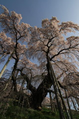 2012三春滝桜「降り注ぐ」