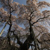 2012三春滝桜「降り注ぐ」