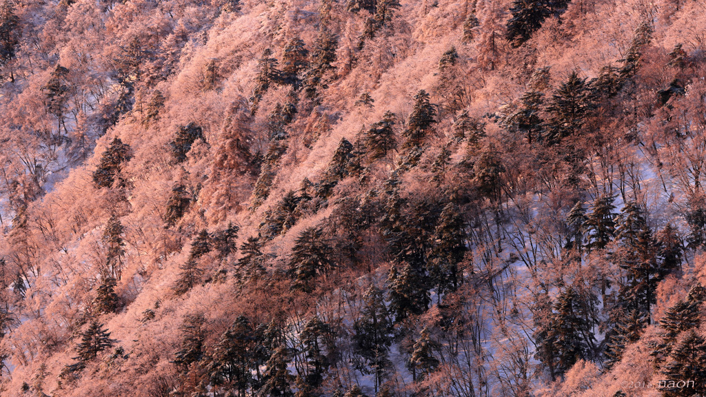 朝陽の華