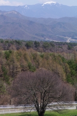 まきば公園の木