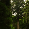 森の大木