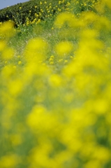 菜の花畑