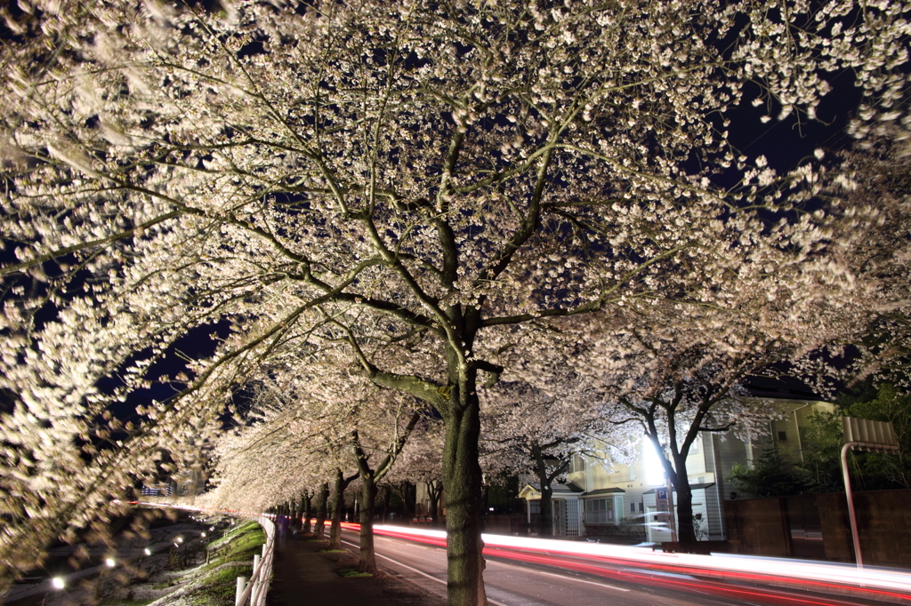 馬見ヶ崎川桜ライン２