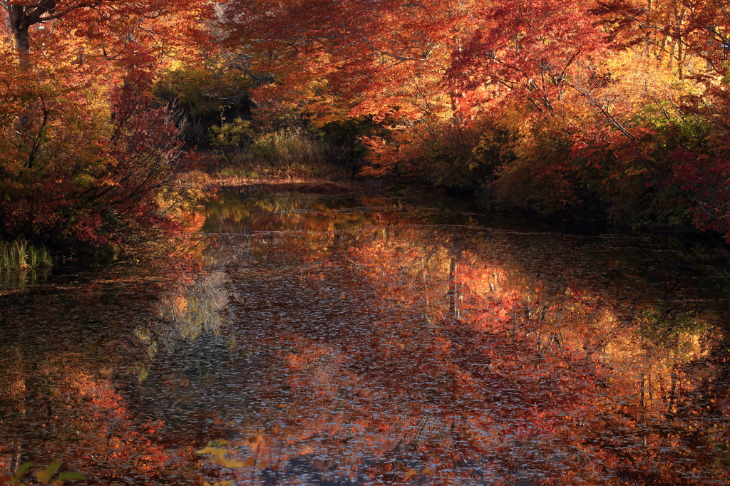 地蔵沼より～紅に染まる