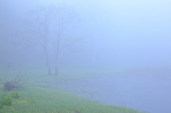 霧の沼辺 1
