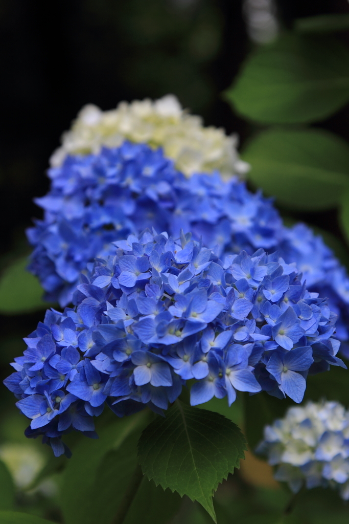 紫陽花の季節