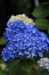 紫陽花の季節