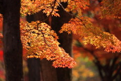 紅く照らされて