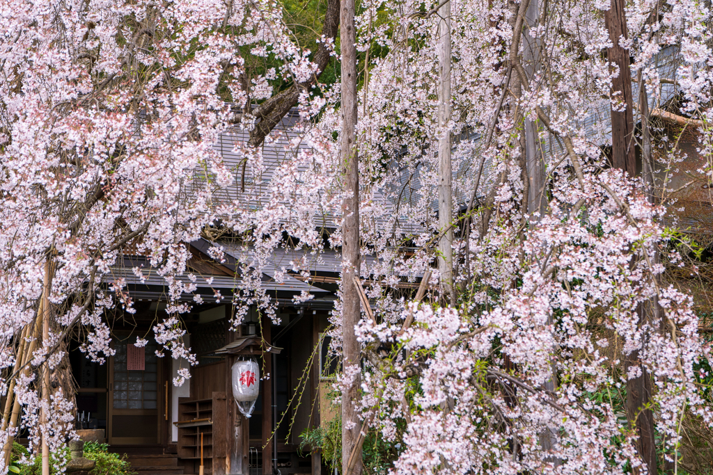 平泉寺の枝垂れ桜