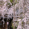 平泉寺の枝垂れ桜