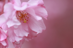 花の雫