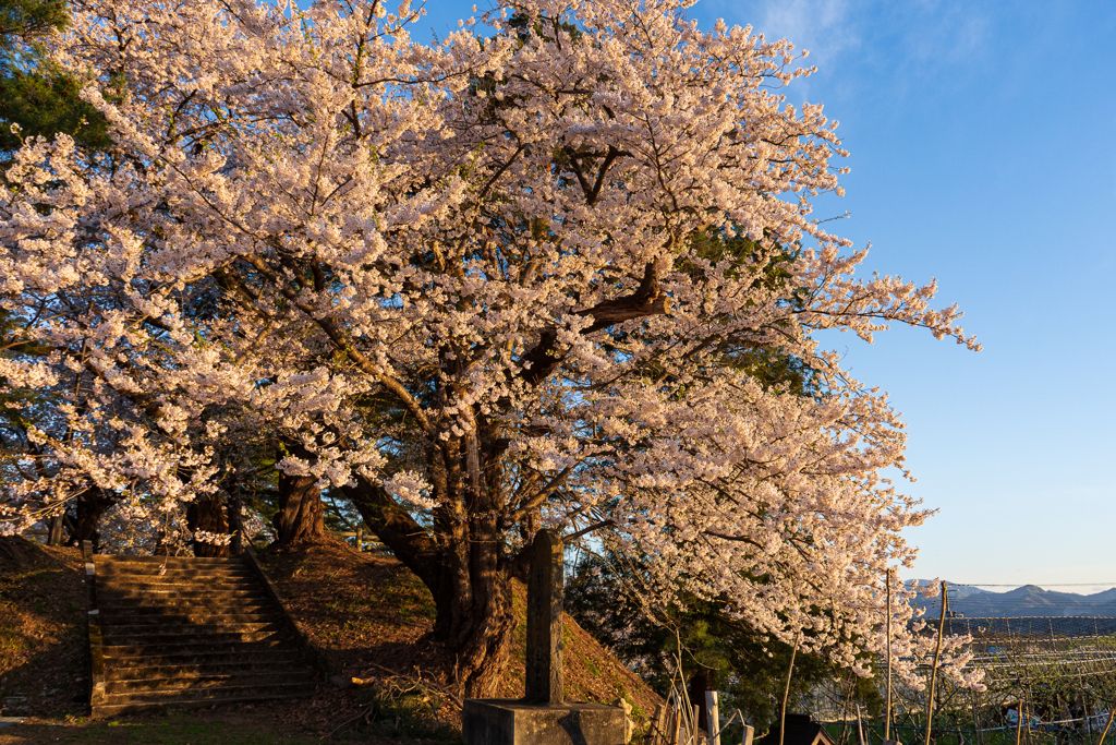 夕桜