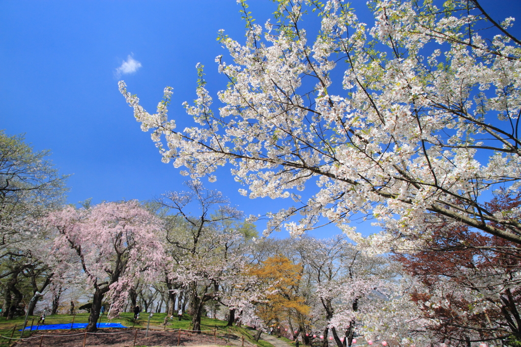 春空が咲く