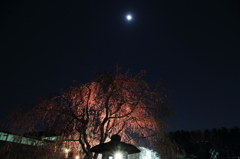 月見桜Ⅱ