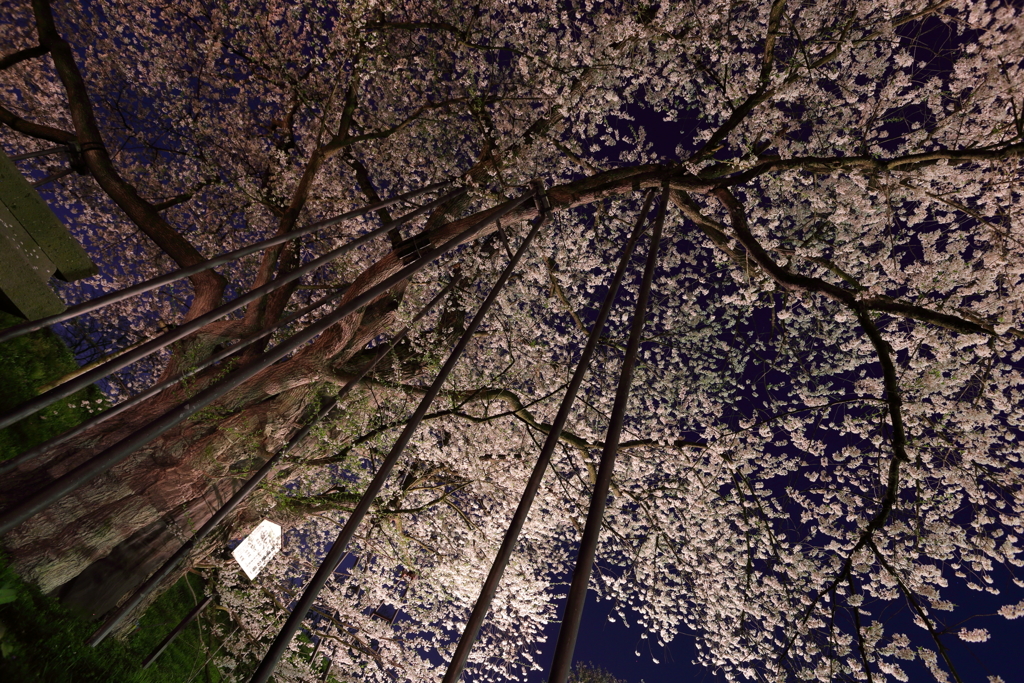 夜のお達磨_1