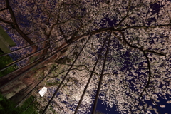 夜のお達磨_1