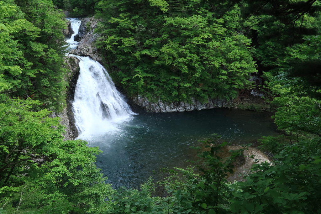 森に現れしもの