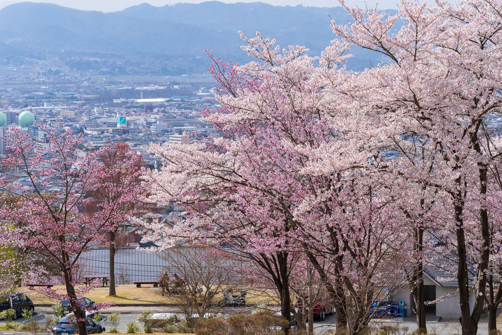 花咲く丘より