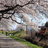 一目千本桜鉄道風景１