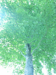 見上げると・・・