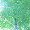 見上げると・・・