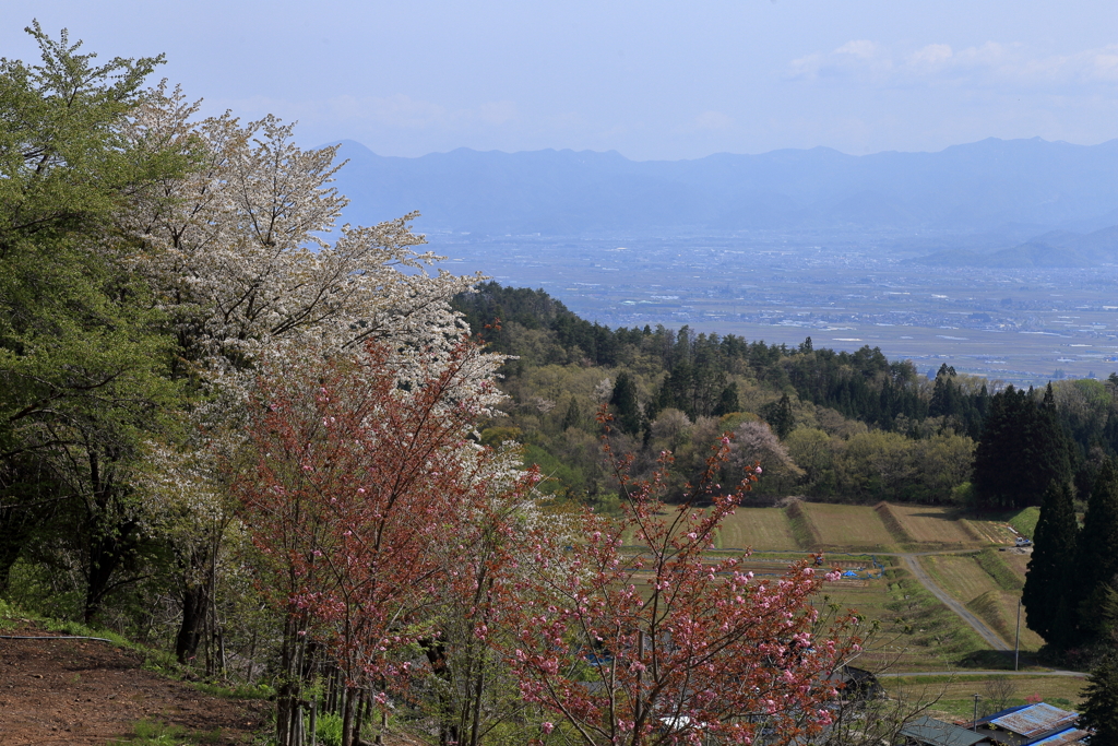 山里の春
