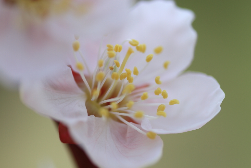 ふわっと梅気分