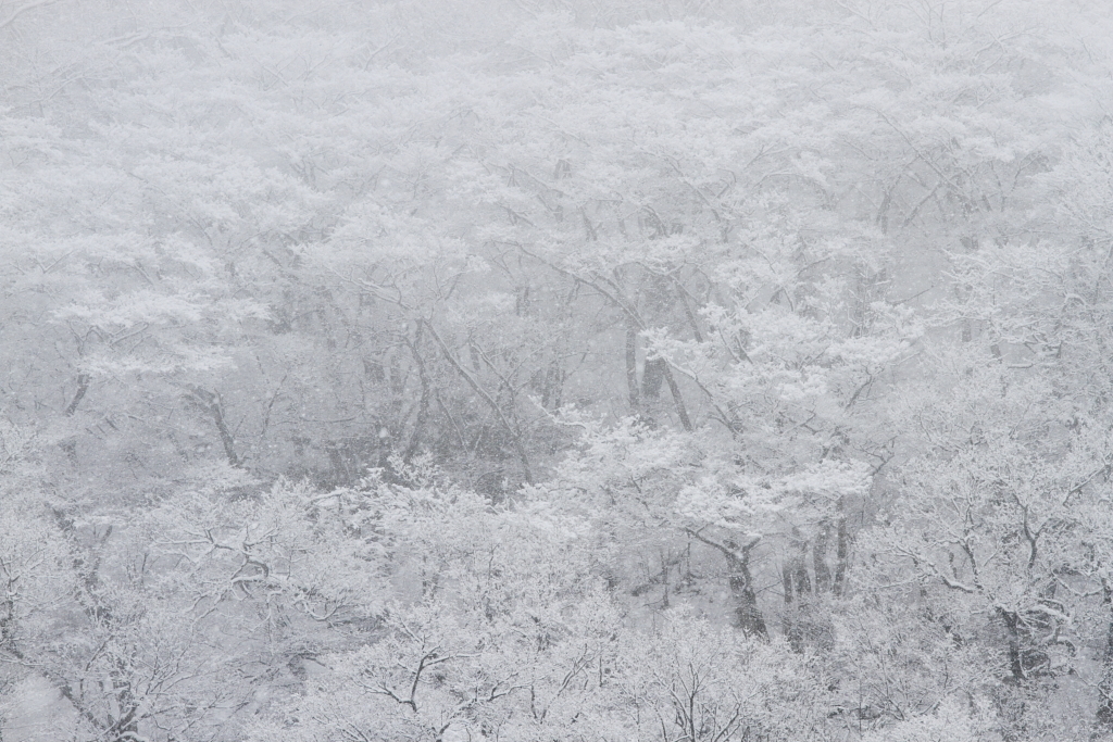 雪の花見