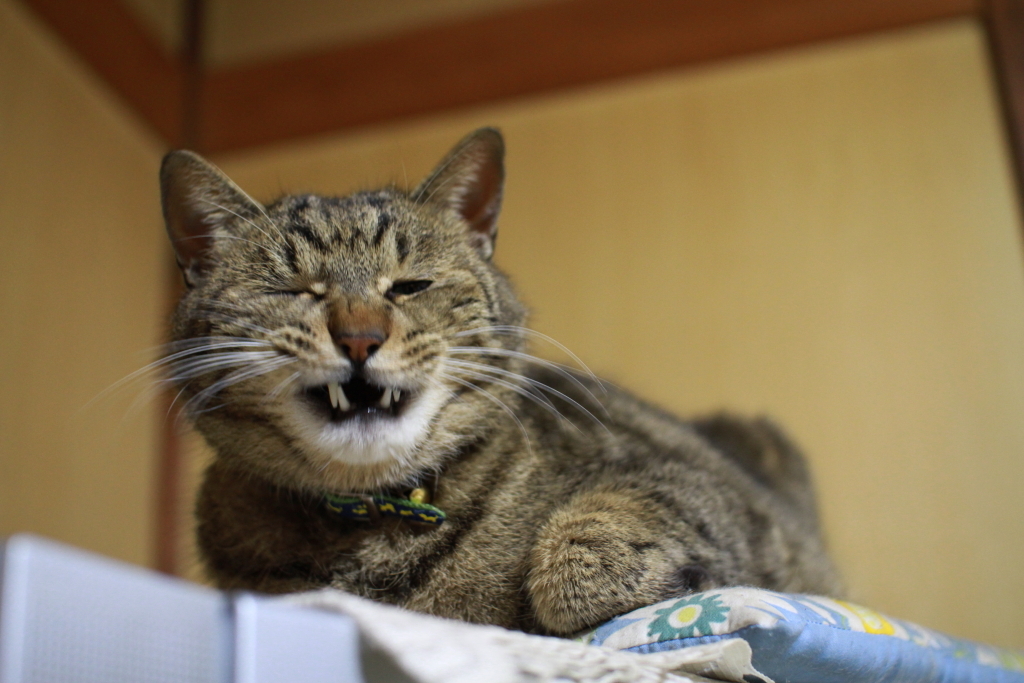 何だニャ？